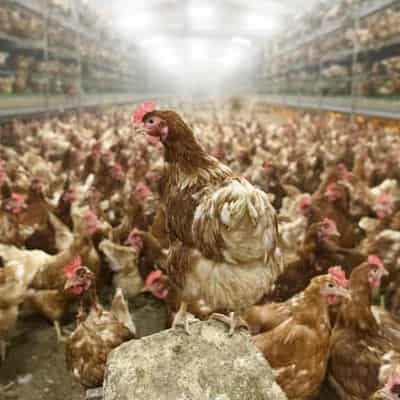 Bird flu is dangerous to humans, despite claims