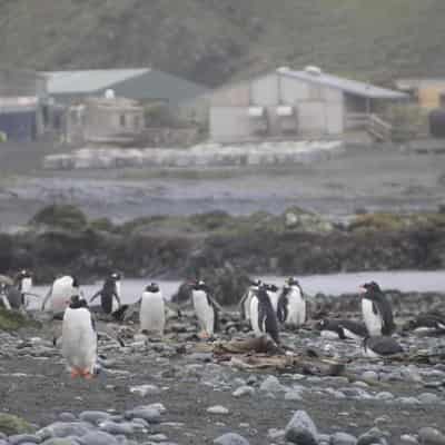 'Not if but when': Antarctic preparations for avian flu