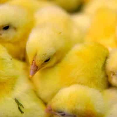 Restrictions ease as bird flu outbreak is quashed