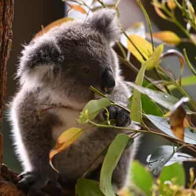 NSW did nothing in a year to help most at-risk species