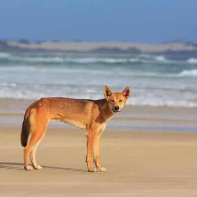 Dingo bites four-year-old girl at popular holiday spot