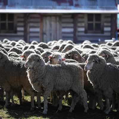 Probe as 'checked and healthy' sheep die in air export