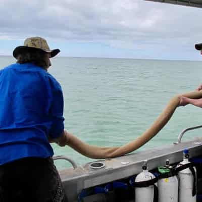 Mixing science and culture snags win in seagrass rescue