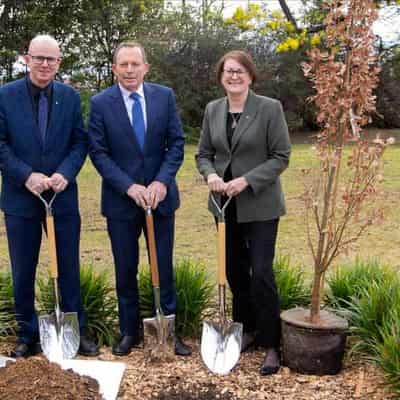 Public memorial tree for ex-PM Abbott felled twice