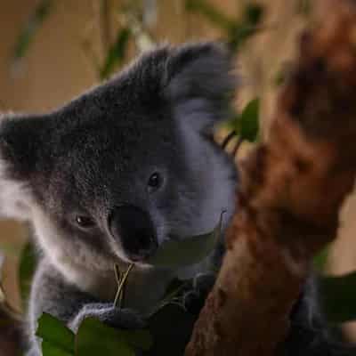 'Save our home': coal mines could cost koala habitat