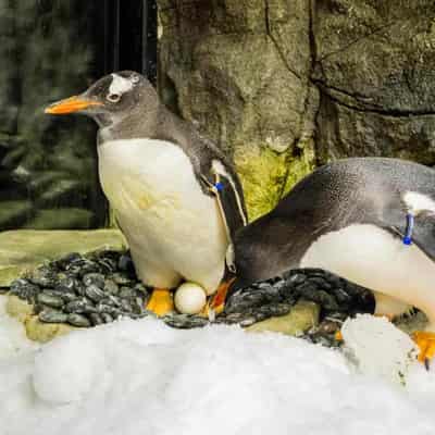 'Heartbreaking loss' of world-famous gay penguin