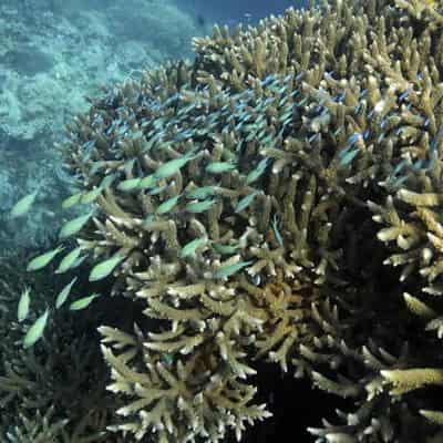 Pledge sinks in $192m to help keep Barrier Reef afloat