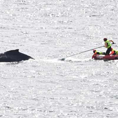 Whale heads back out to ocean after harbour rope rescue