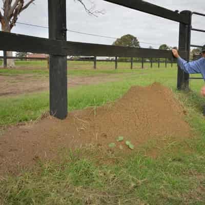 Thousands of fire ant nests infest Qld properties