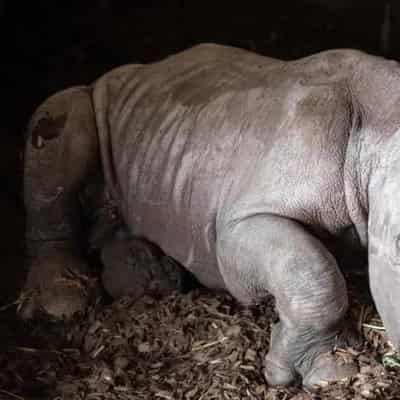 Victorian zoo celebrates new white rhino calf