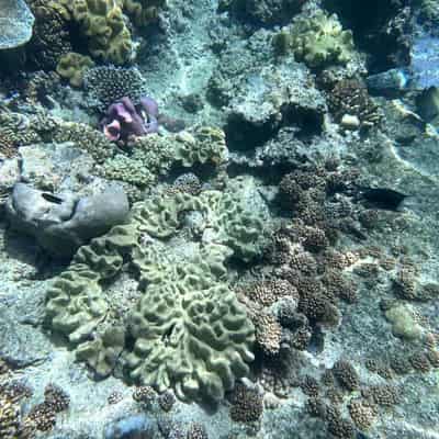 Anger over handling of major reef health report