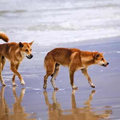 Tourist spot camping ban proposed after dingo attacks