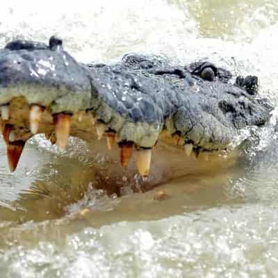 Croc culling not the answer for stopping attacks: study