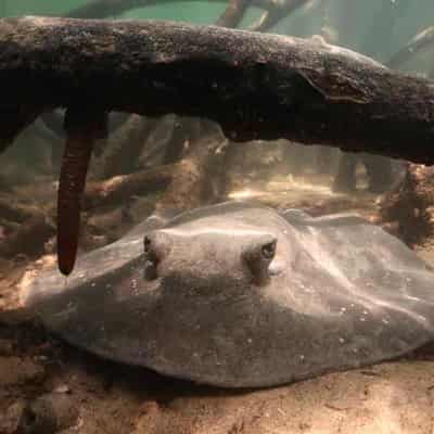 Sanctuary burning: sting in the tail for mangrove rays