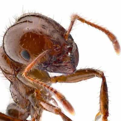 Landowners lock the gate on mandatory fire ant baiting