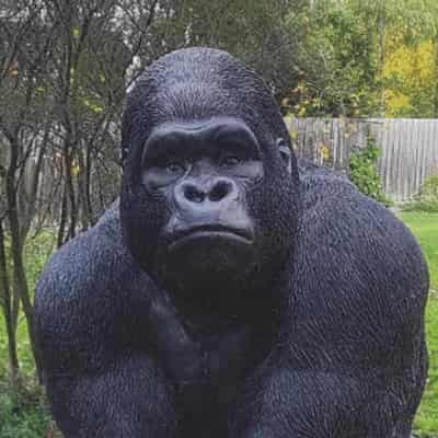 'LOL I stole a gorilla': thief admits to silly mistake