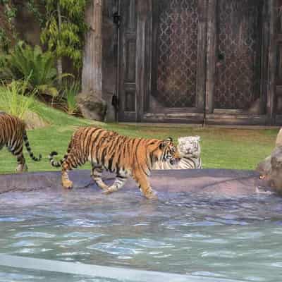 Investigation after theme park handler mauled by tiger