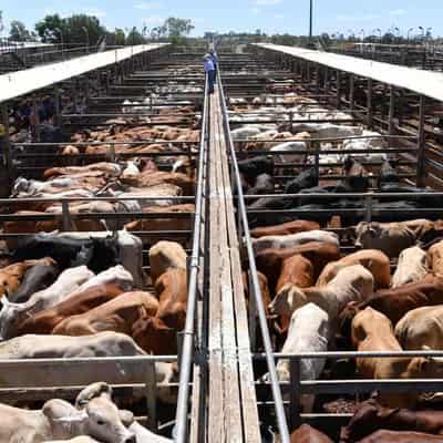 Rising livestock prices behind agricultural growth