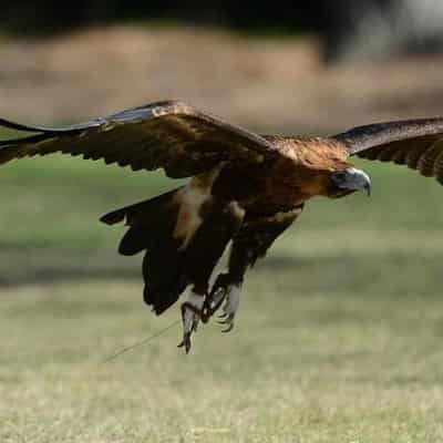 Woman, 84, who abused wild birds dies before sentencing