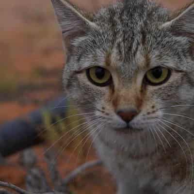 Invasive species breeding billion-dollar pest threat