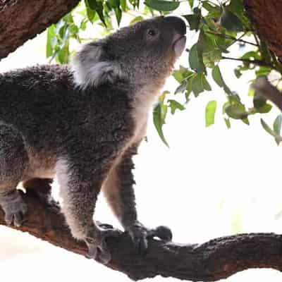 Death most likely outcome for koalas in care: vet data