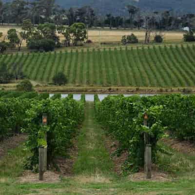 Duo charged over $20 million vineyard fraud scam