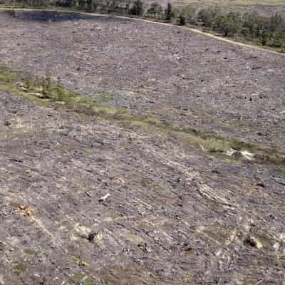 Farming fuels NSW land clearing crisis: data