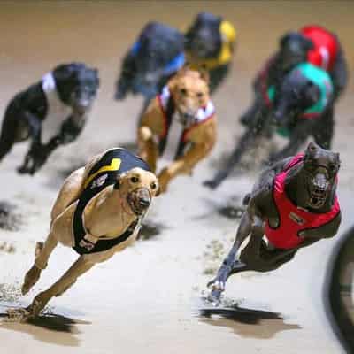 'Troubling allegations' probed at Greyhound inquiry