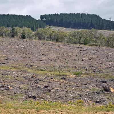 Cattle group want exemptions from EU deforestation rule