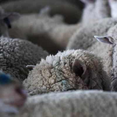 Wool growers facing tough conditions ahead of levy vote