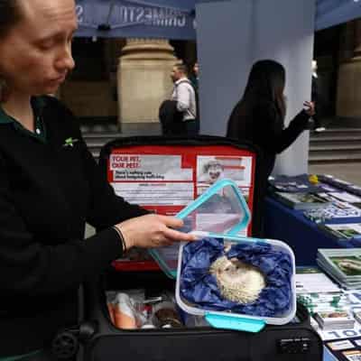 Exotic pet ring bust prompts call to hand in animals