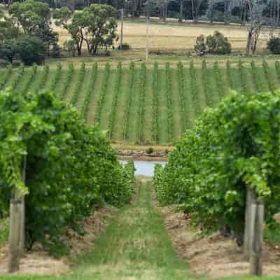 Australia brings vineyard diplomacy to India trade meet