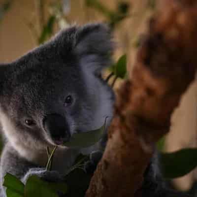 Koala park census sparks fresh survival hopes