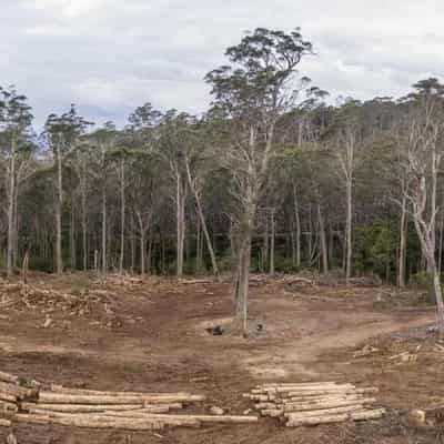 Panel ponders end of native forest logging in NSW