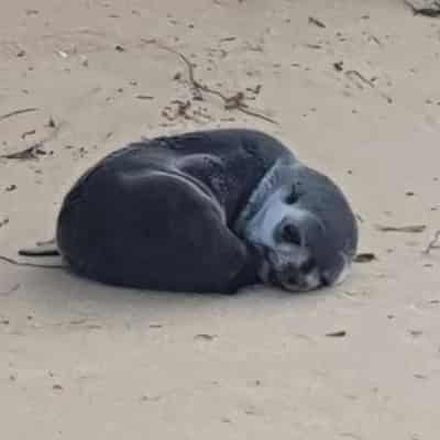 Baby fur seal dies after being found injured on beach