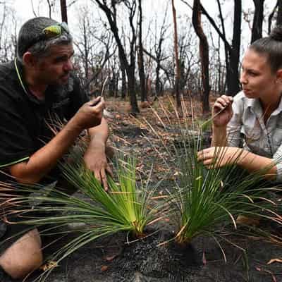 Indigenous knowledge key to reverse environment decline