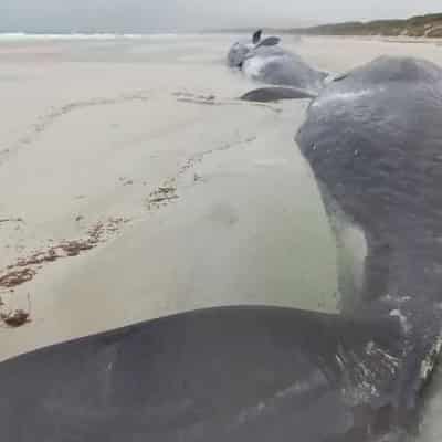 Spring sperm whale deaths in 'hotspot' for strandings