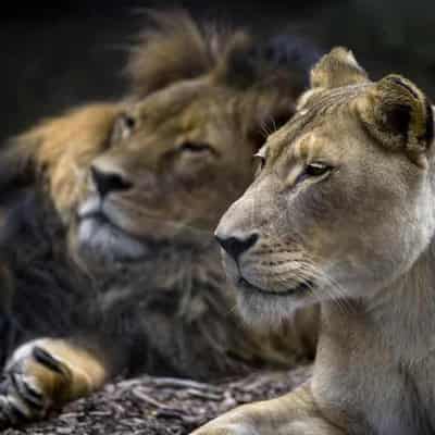 Heatbroken lioness euthanised after partner's death