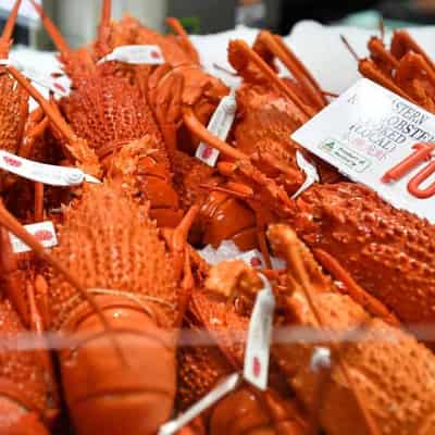 A lobster in every pot at Christmas and the New Year