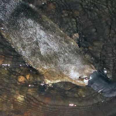 Elusive platypuses detected swimming close to city