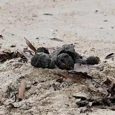 Beach closed, swimmers warned over mystery 'tar balls'