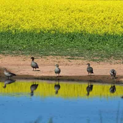 Gaps in biosecurity shield putting farmers at risk