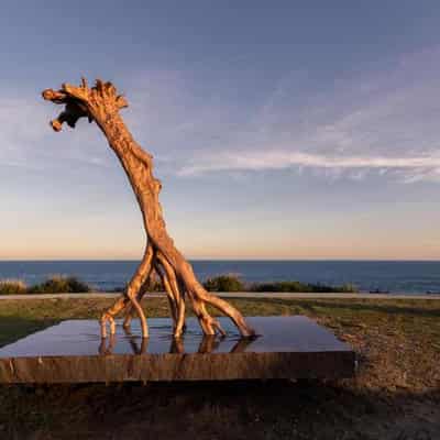 Tree by the sea takes out $100k sculpture prize