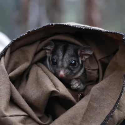 Banking on seeds to help save endangered possum