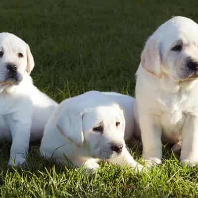 Puppy farms put on short leash with legal crackdown