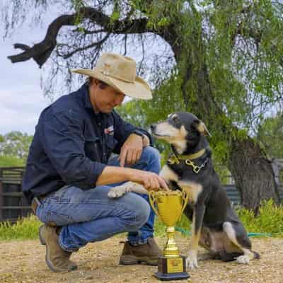 Last pick of the litter, Bear the kelpie is now top dog