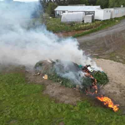 Up in smoke: 'huge' cannabis crop torched after bust