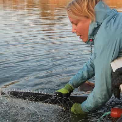 Citizen scientists to help save shark-like rays