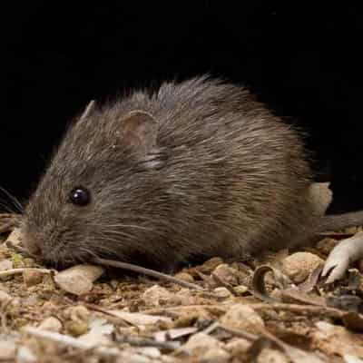 Fears for fluffy mouse as threatened species list grows