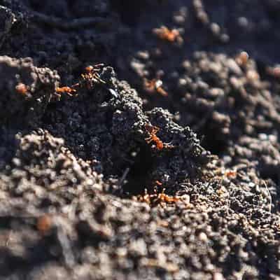 Authorities cop fire over response to ant 'super pest'